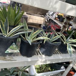 AGAVE REAL PLANTS 