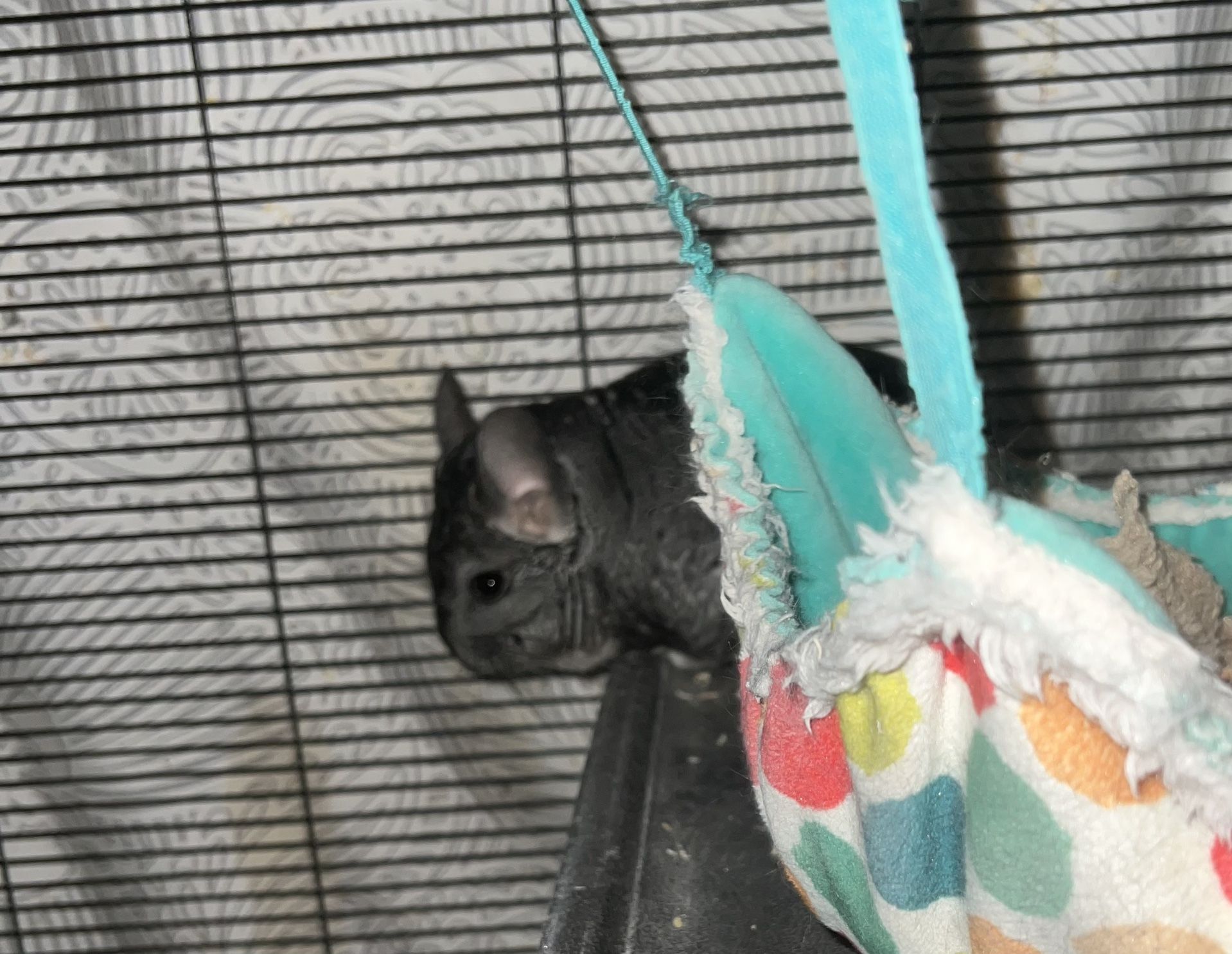 Pet Cage Chinchilla 