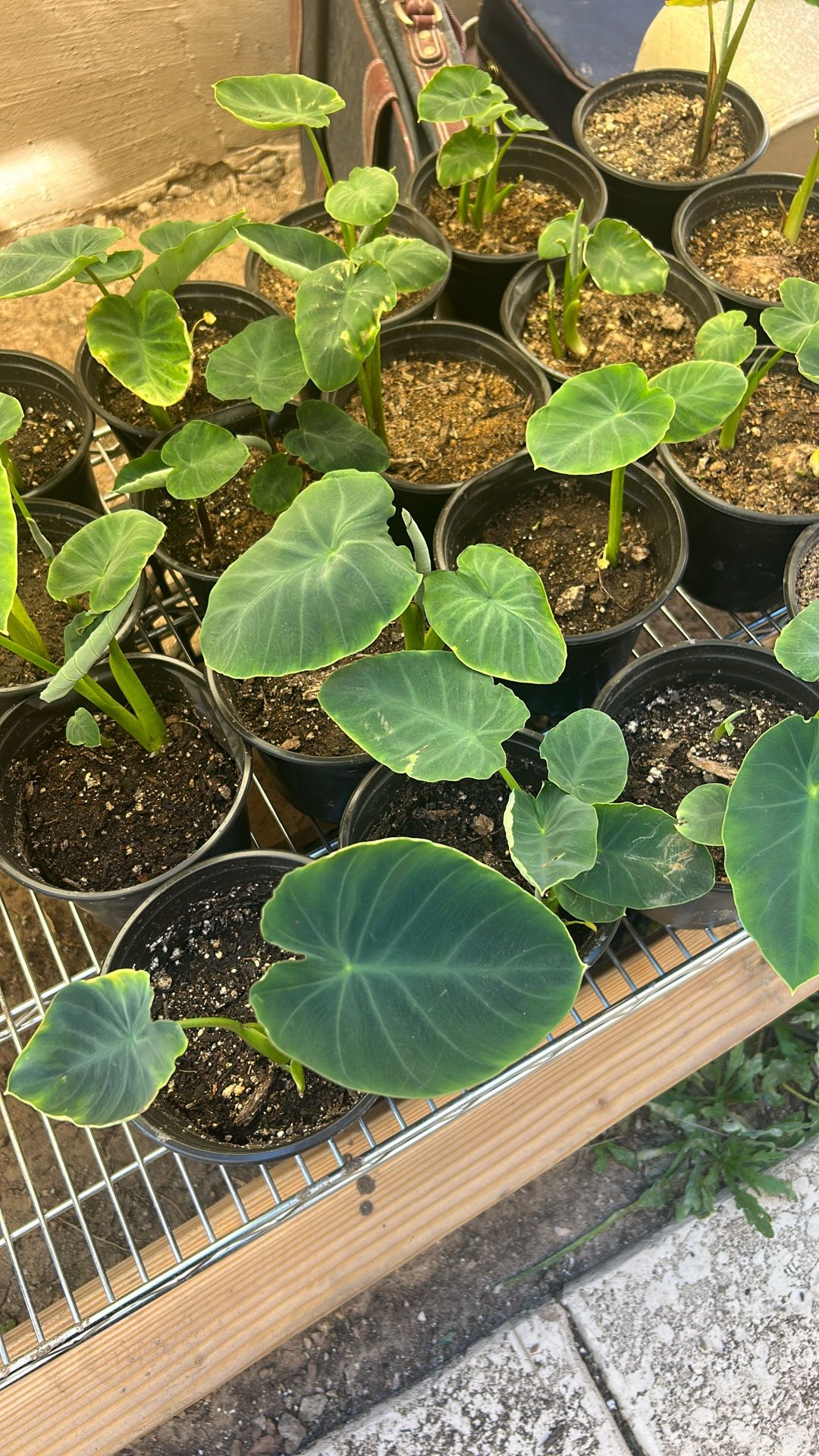 Taro 1/2Gallon $25 Edible Garden Plant
