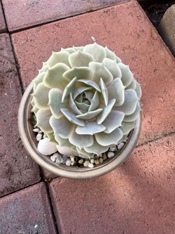 Red Succulent Echeveria Multicaulis Cluster Plant in 6” pot with red tip & green leaves. Growing well in full sunlight.