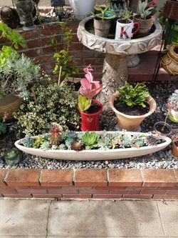 Large succulent arrangement