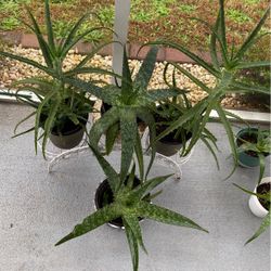 Aloes Vera next