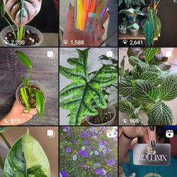 Plants