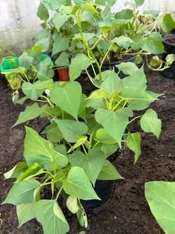 Sweet potato plants