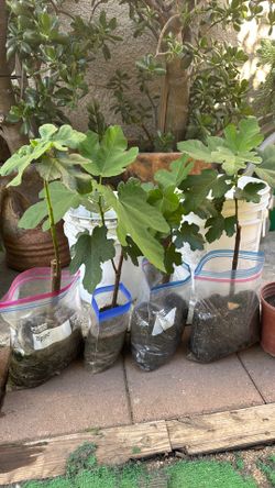 Fig trees