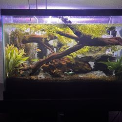 29 Gallon Tank 