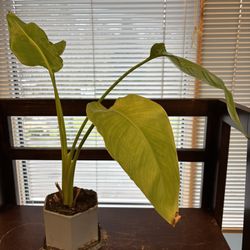 **PENDING** Free Plant