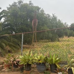 COOL FLOWERING SUCCULENT $80/each