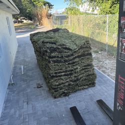 Palmetto Sod 