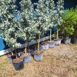 Silver Buttonwood Standard Trees 7g
