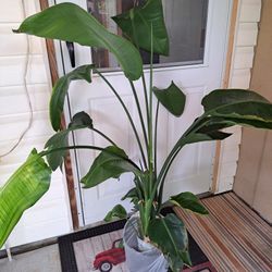 Bird Of The Paradise 