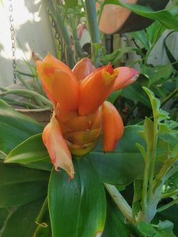 Spiral Ginger plant