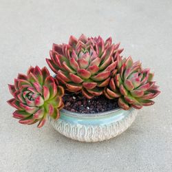 Succulents plants 🌱 （Echeveria agavoides 'Frank Reinelt'）