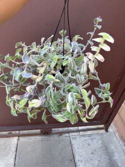 6” xl tradescantia Sillamontana variegated