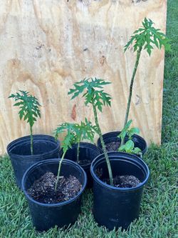 Papaya Trees