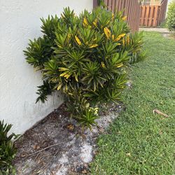Codiaeum variegatum ‘Yellow Banana 