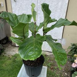 Indoor Fiddle Leaf 