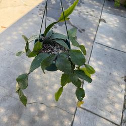 6” rhipsalis eliptica