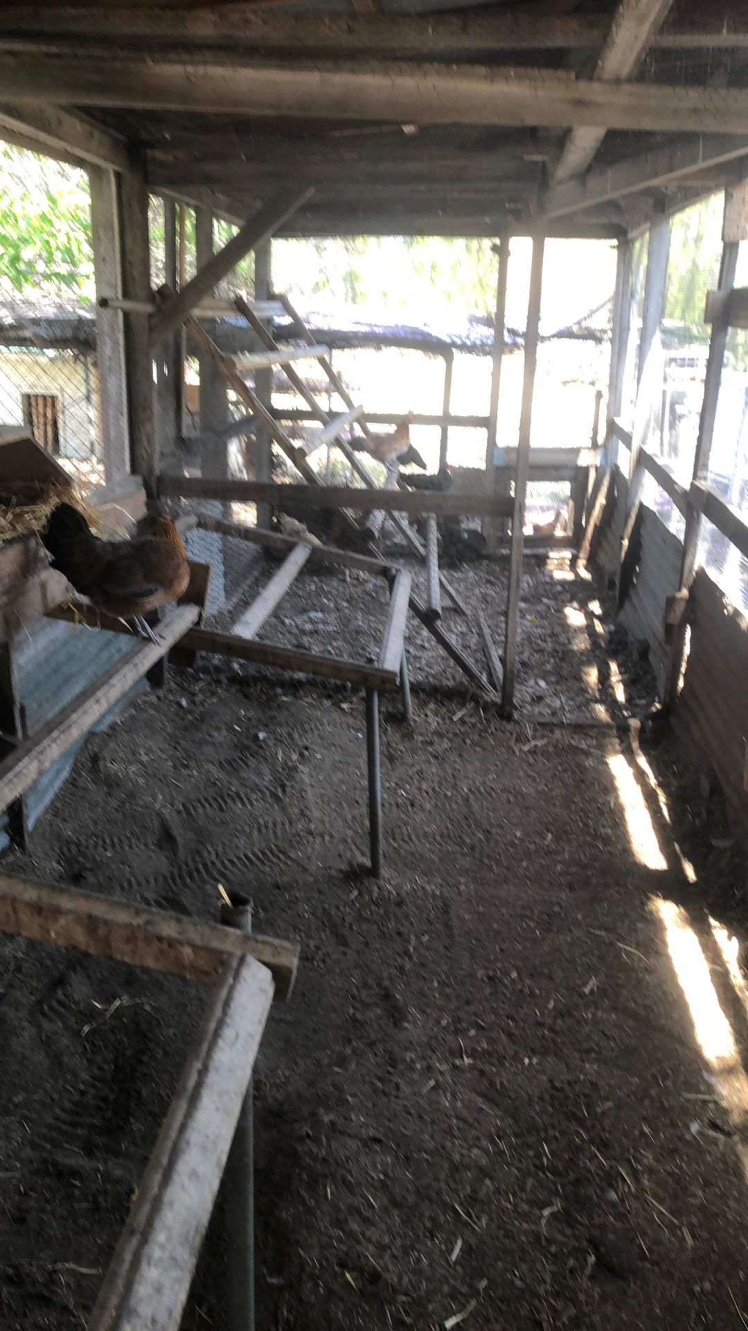 Chicken manure