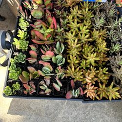 Succulent Plants  2" Pot  $1 each 