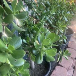 Potted Lucky Jade Succulent Plants 🌱 