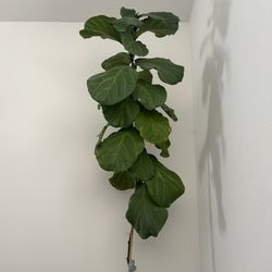 Real Fiddle Leaf Fig Tree - 10ft tall