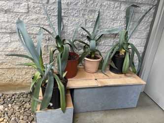 Blue Agave American Century Plants