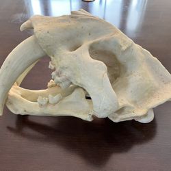 Sabertooth Tiger Skull Replica