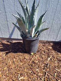 Blue Agave cactus plants. In large planter tubs.
