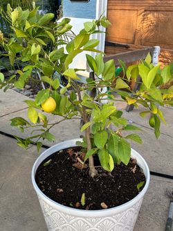 Meyer Lemon trees