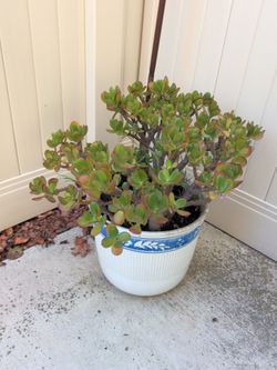 Large Jade Plant in Ceramic Pot