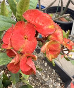 Salmon Color Crown of Thorns Live Plant