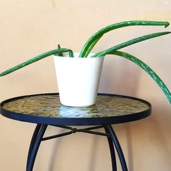 Aloe Vera Plant/ Indoor Plant/ House Plant Succulent Cactus  Flower Patio Garden
