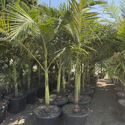 King Palm Trees