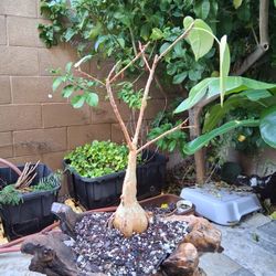 Rock Fig Live Plant