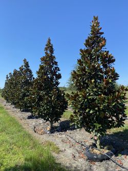 Magnolia trees ten foot tall 