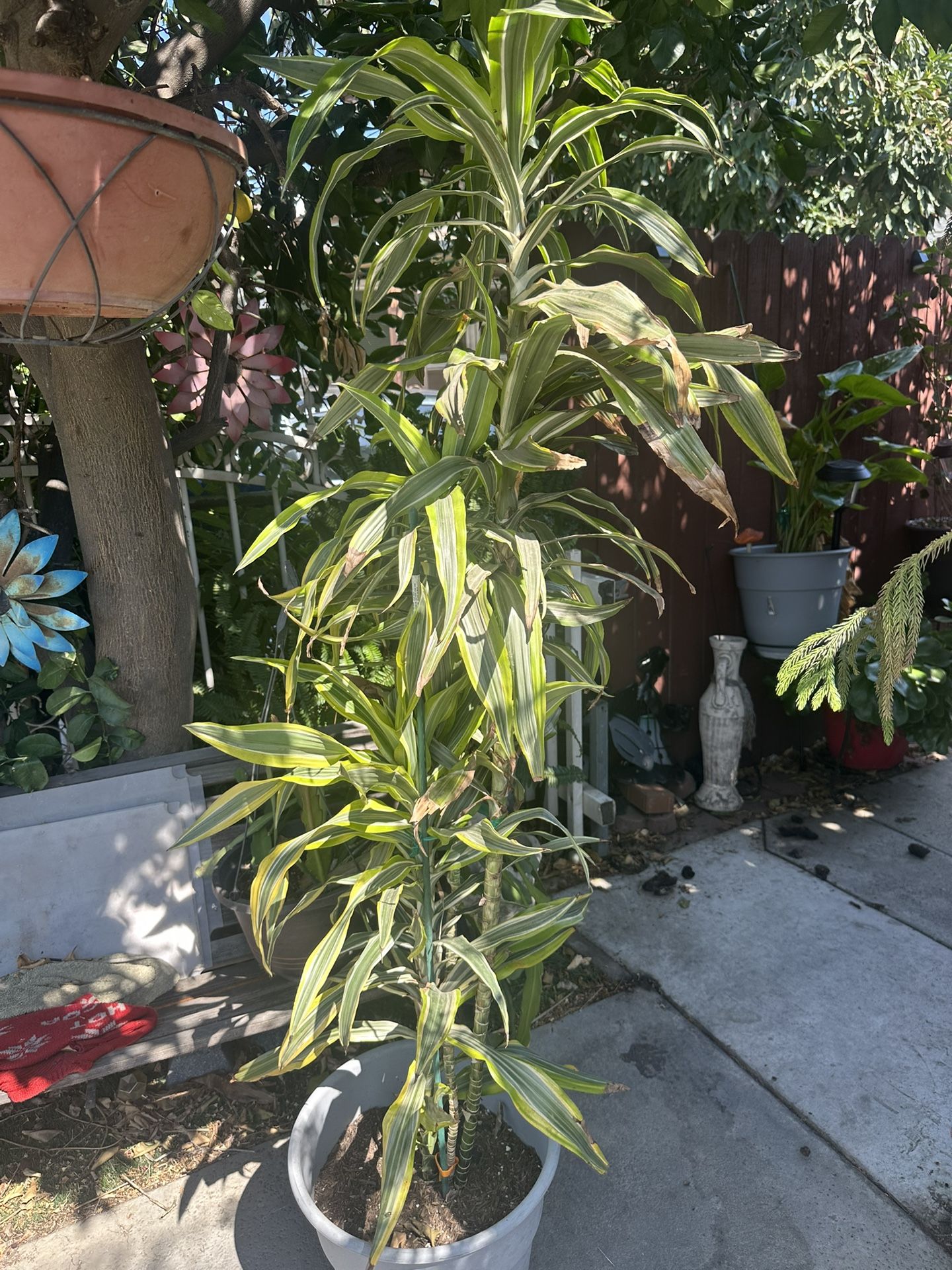 Plant
