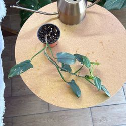 Philodendron Bipennifolium 