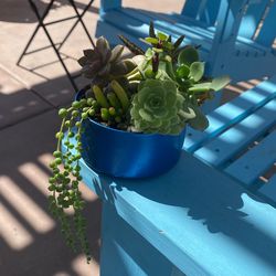 Succulents