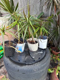 Dracaena plant