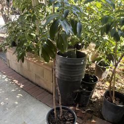 Longan Tree- Fruiting