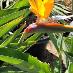 Bird Of Paradise 