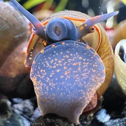 aquarium supplies 