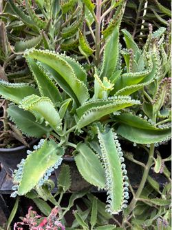 Kalanchoe o madre de miles