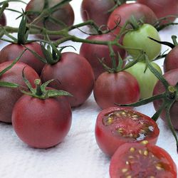Chocolate Cherry Tomato Plant 
