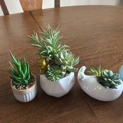 Fake Succulent Plants
