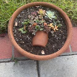 Custom Planted, Artistic Pot
