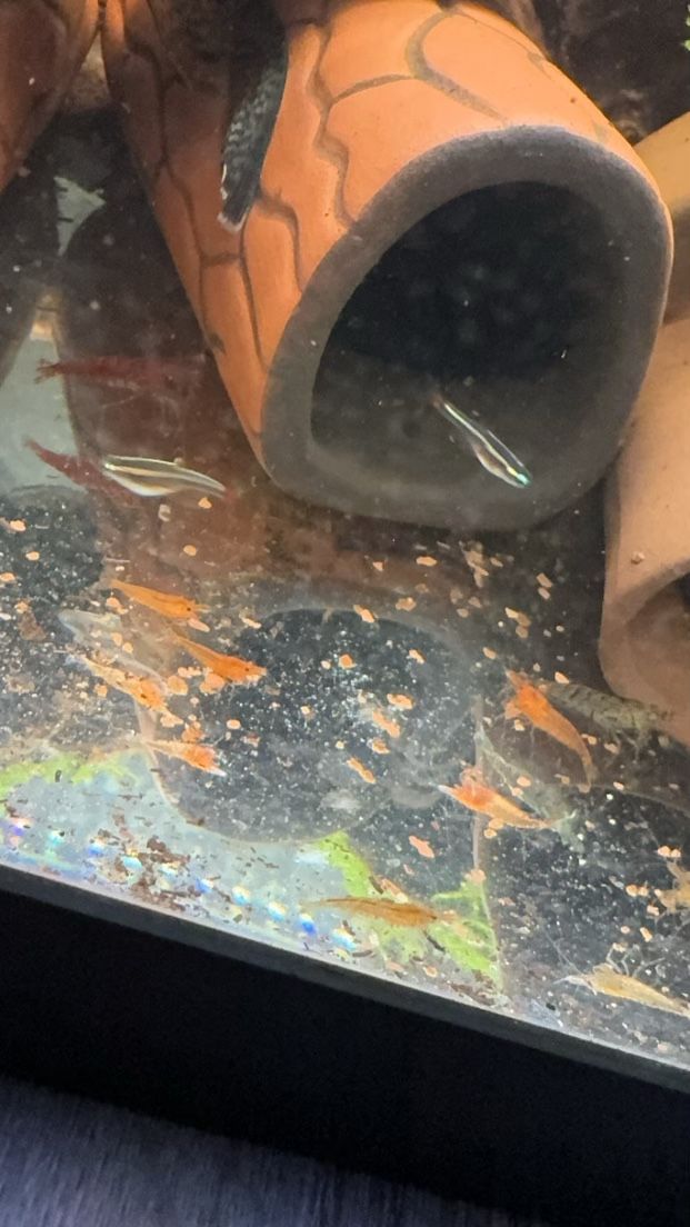 Cherry Shrimp And Orange