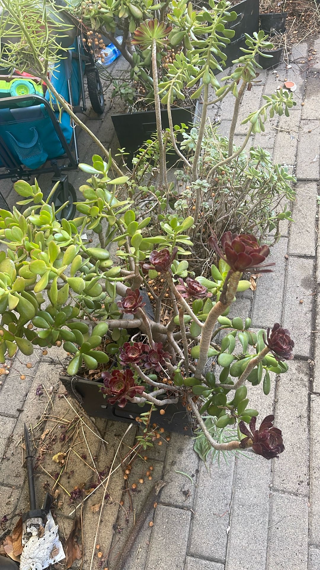 Succulents