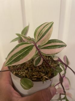 Rare | Tradescantia “Zebra Rainbow”